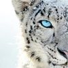 white_tiger00